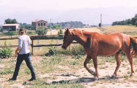 Équitation comportementale, le cheval suit