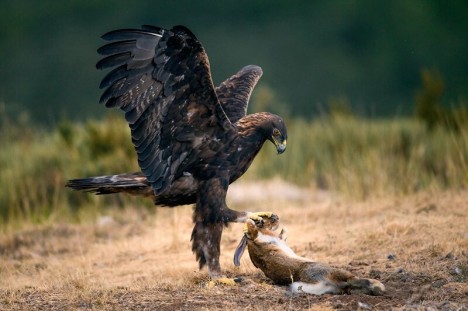 L'aigle et le lièvre