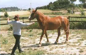 Le cheval recule à distance