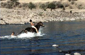 Créer une relation complice avec son cheval