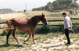 Le plaisir de voir son cheval venir près de soi