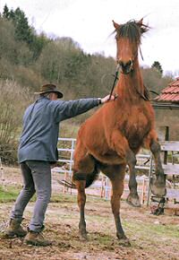 Première question à poser à un cheval rebelle : de quoi as-tu peur ?