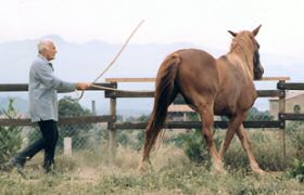 Pour votre cheval, ce doit être un jeu, pas une fuite