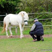 Messire Cheval - Photo Marc Biardeau